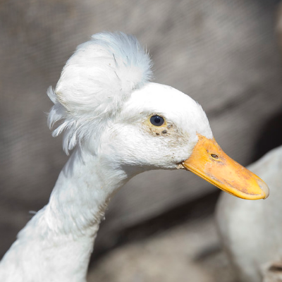 budak aka boo duck