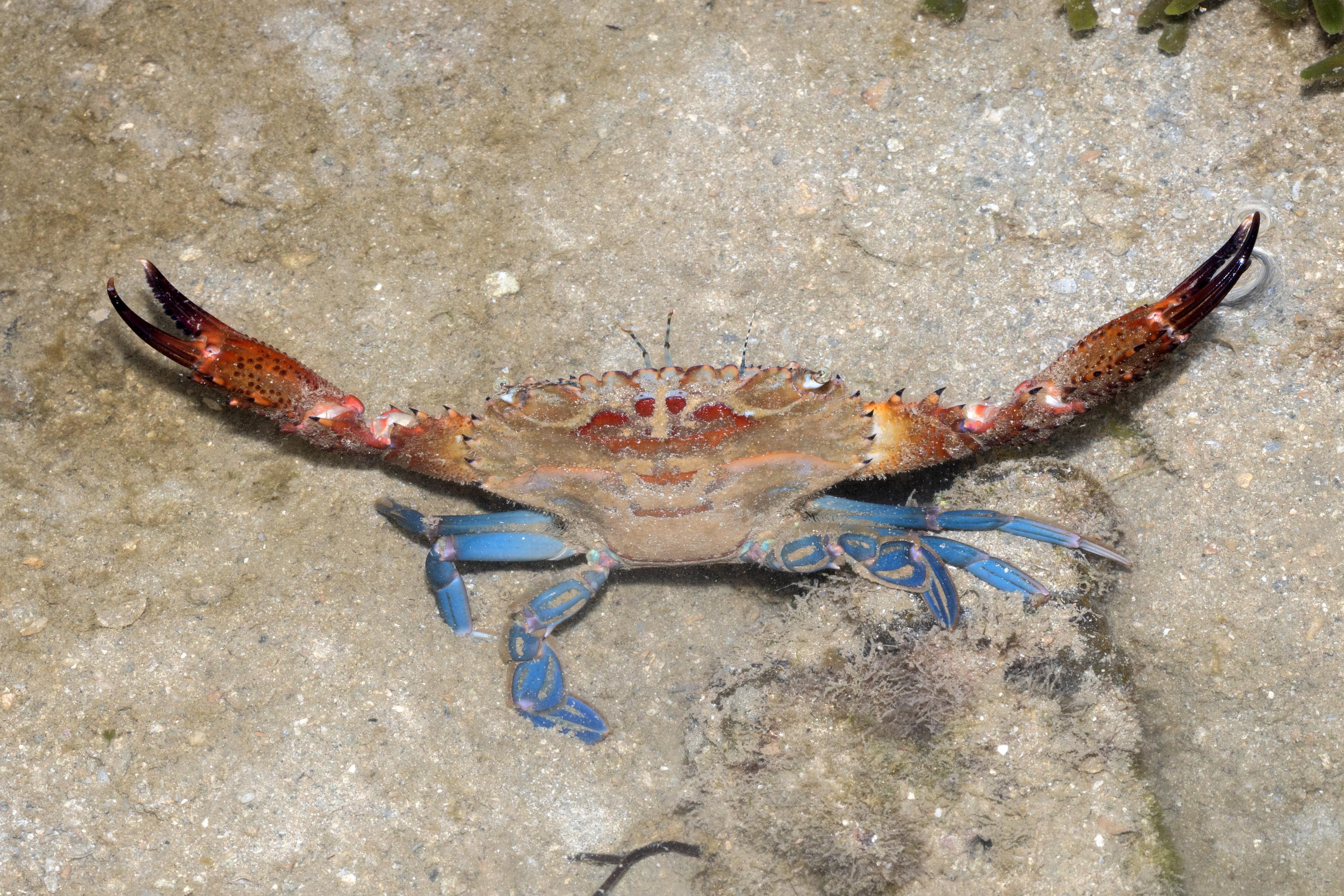 a red reef swimming crab (Thranita spinimana) with its claws held out in a defensive position. Alas, its stance does nothing to help it against minds determined to turn its home into horsepower for humans that know no limits to their hunger: https://www.straitstimes.com/singapore/environment/government-will-do-studies-on-rich-marine-biodiversity-before-western-island-reclamation