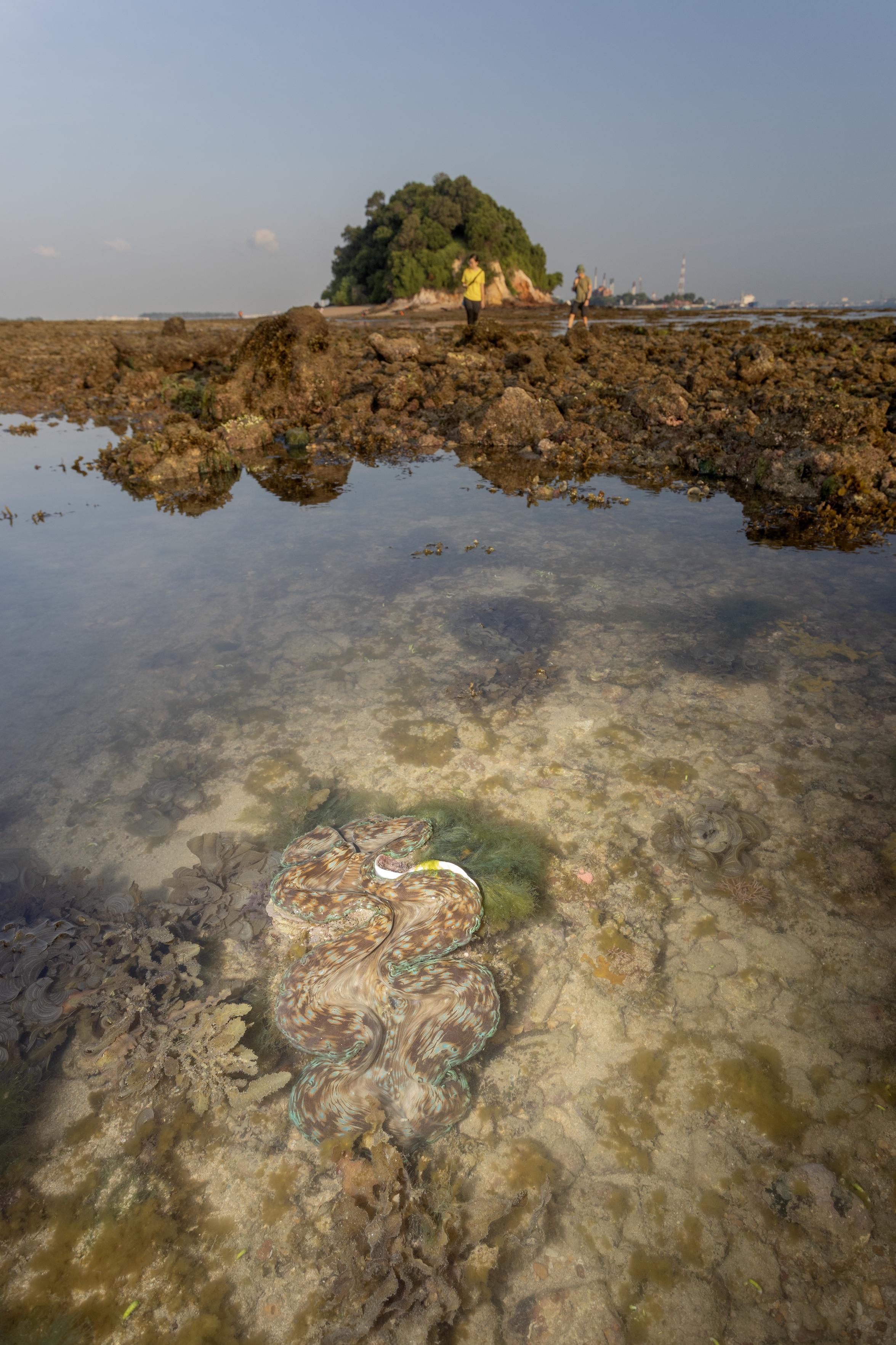 view of an intertidal reef flat with a fluted giant clam (Tridacna squamosa) in the foreground and a 'pao'-shaped islet in the background.