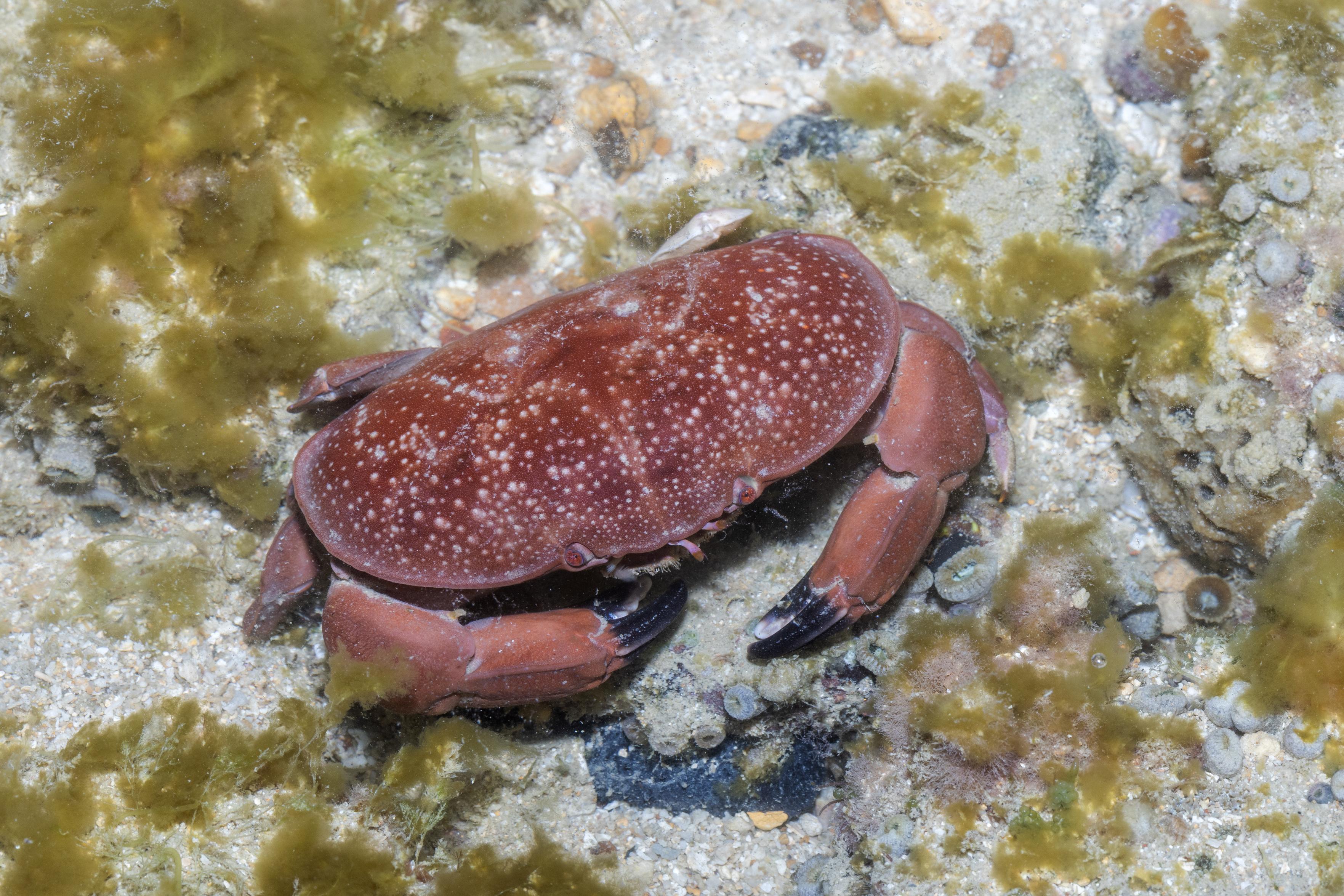 a red egg crab (Atergatis integerrimus) lumbering over a shallow reef flat at Pulau Jong, Singapore