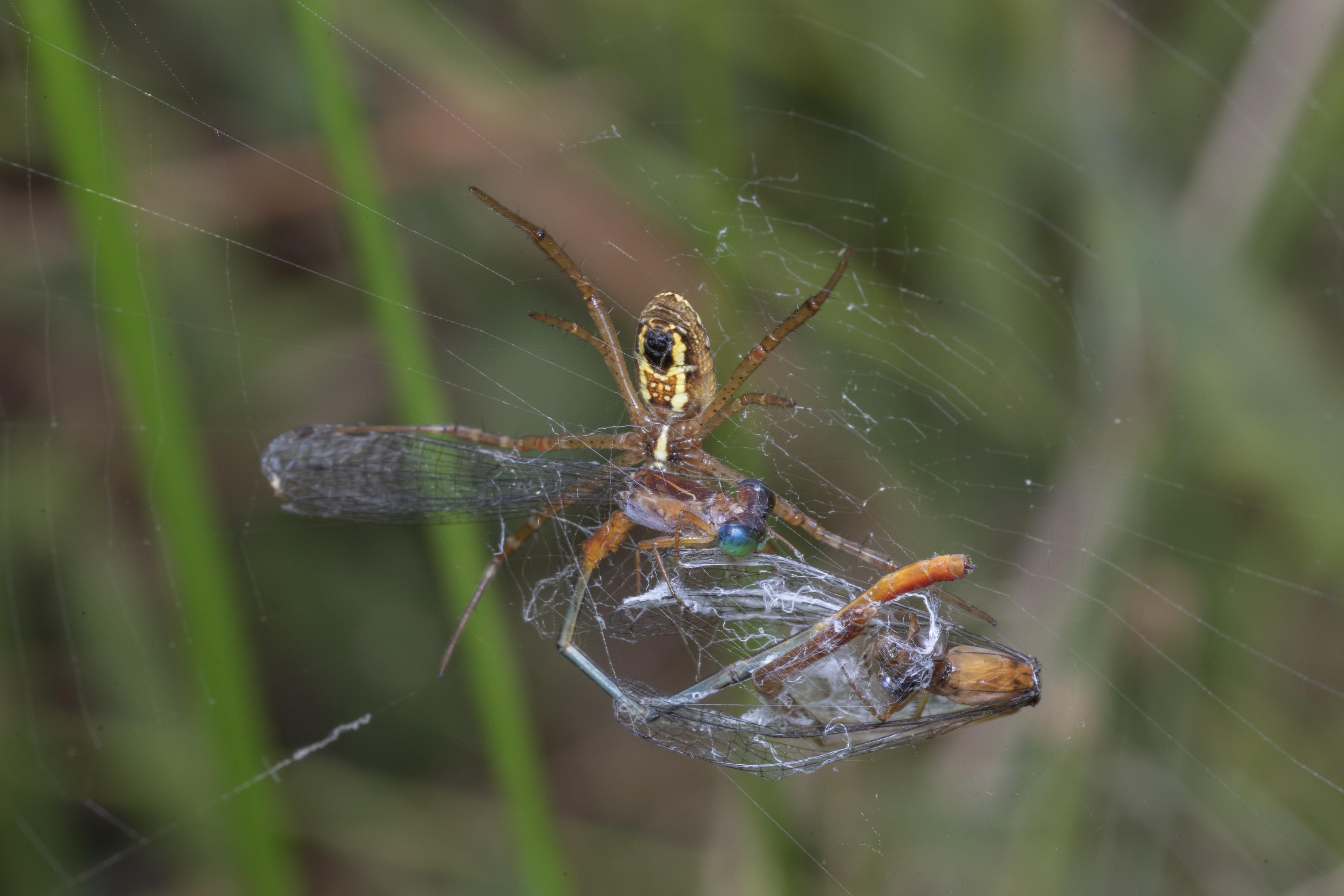 two ornate coraltail damselflies, possibly a pair, caught in a spider's web, with the resident orbweaver in the process of consuming one.