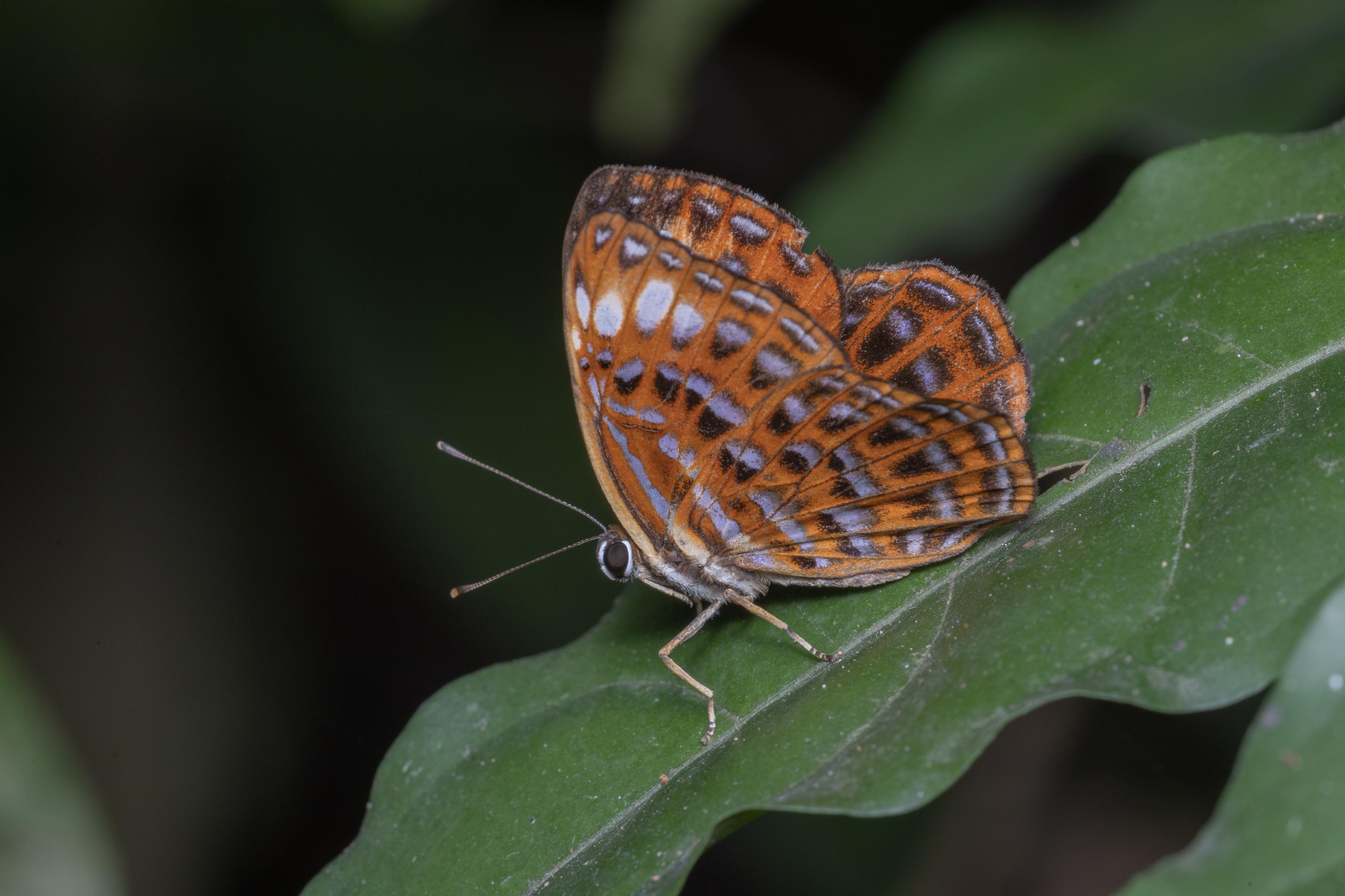 a lesser harlequin (Laxita thuisto) metalmark butterfly on a leaf with her wings slightly ajar. Her wings are a rich reddish-brown with generous sprays of shiny violet and black.