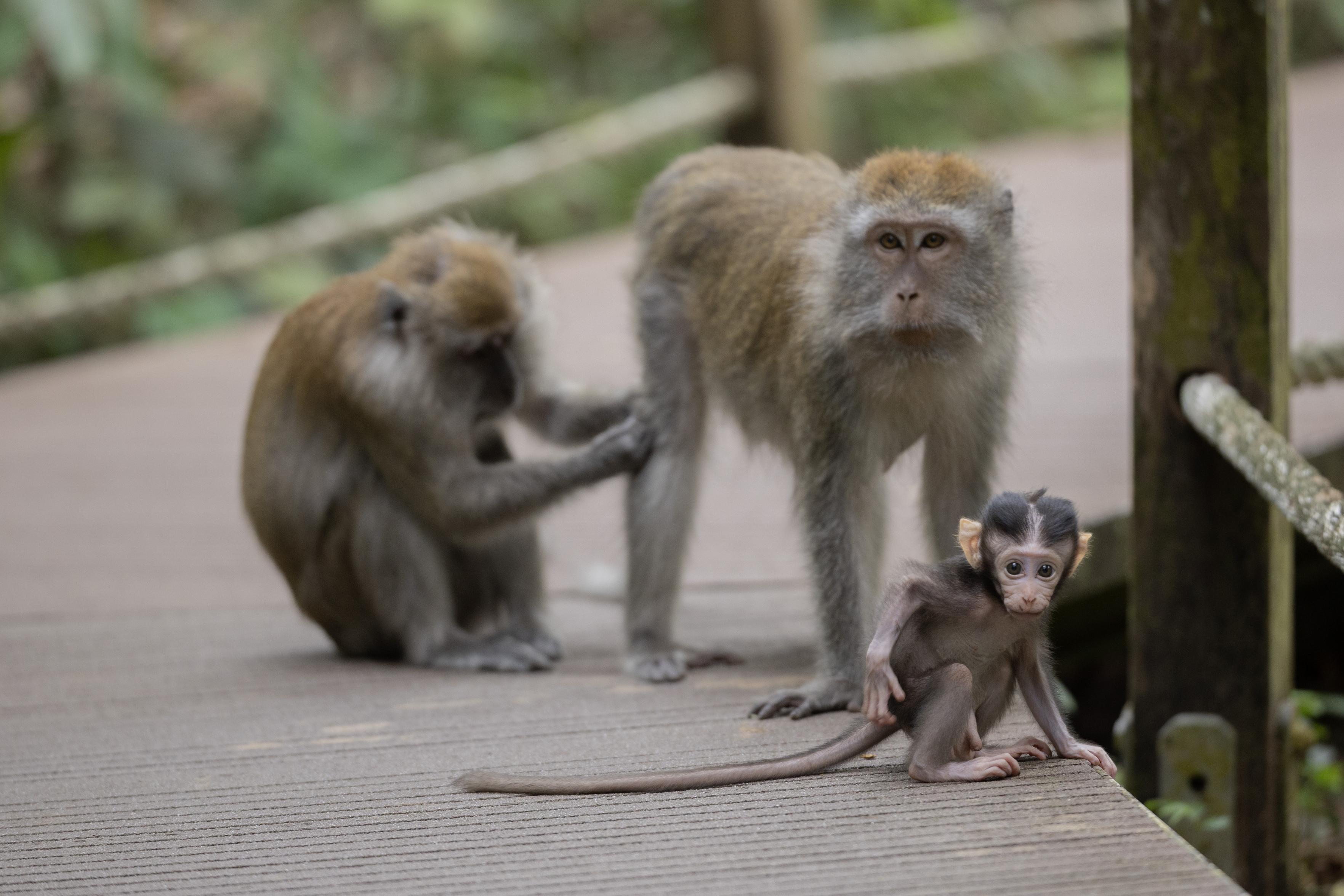 three long-tailed macaques on a boardwalk in a nature park: two adults in the background and a dinky infant in the foreground, looking clueless, delulu and ready to rabak.
