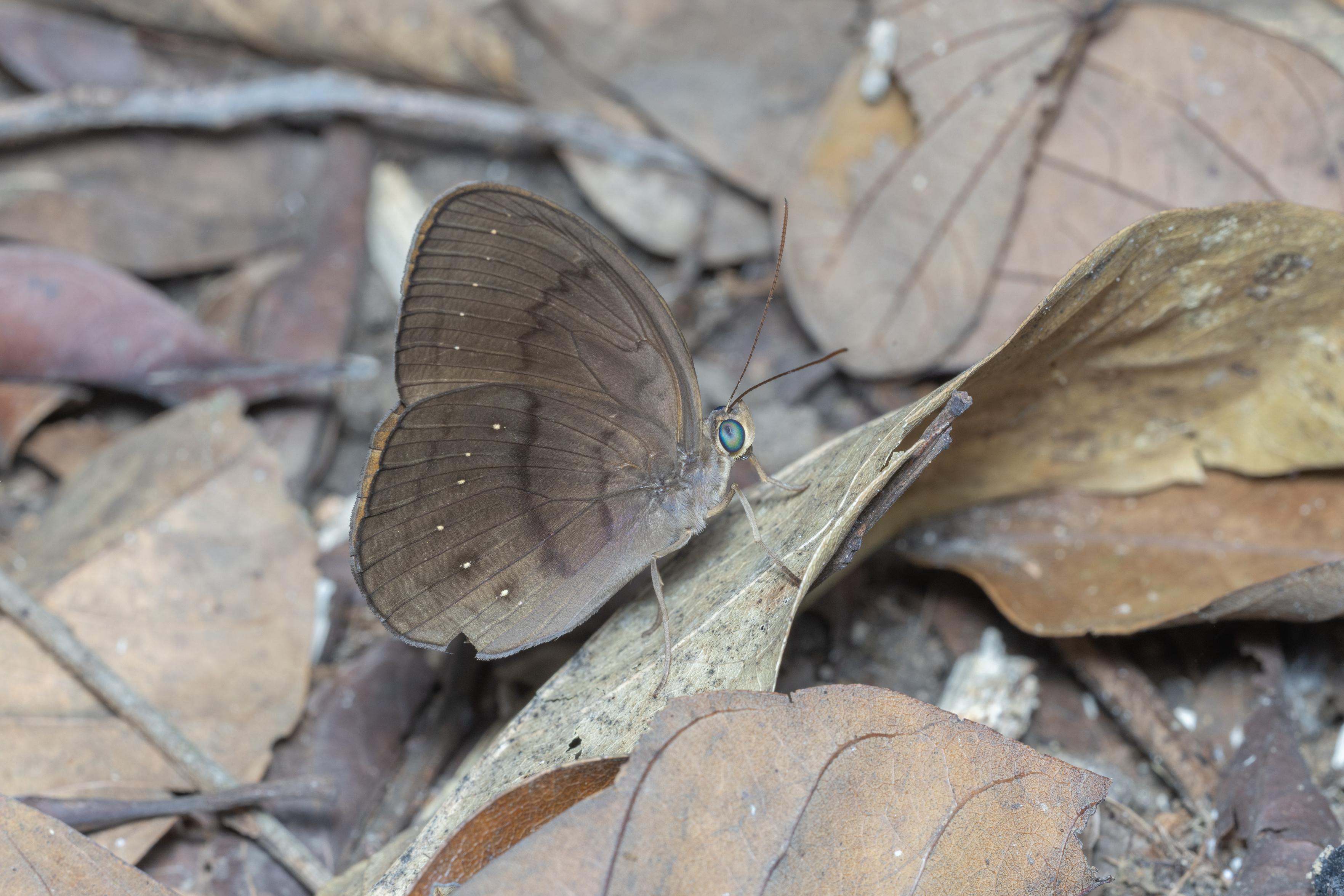 a common faun butterfly (Fanis canens) perched on a dry leaf on a forest floor. Unlike most butterflies, this species has wings with drab brown undersides, but more than makes up for this sartorial understatement with bright green eyes.