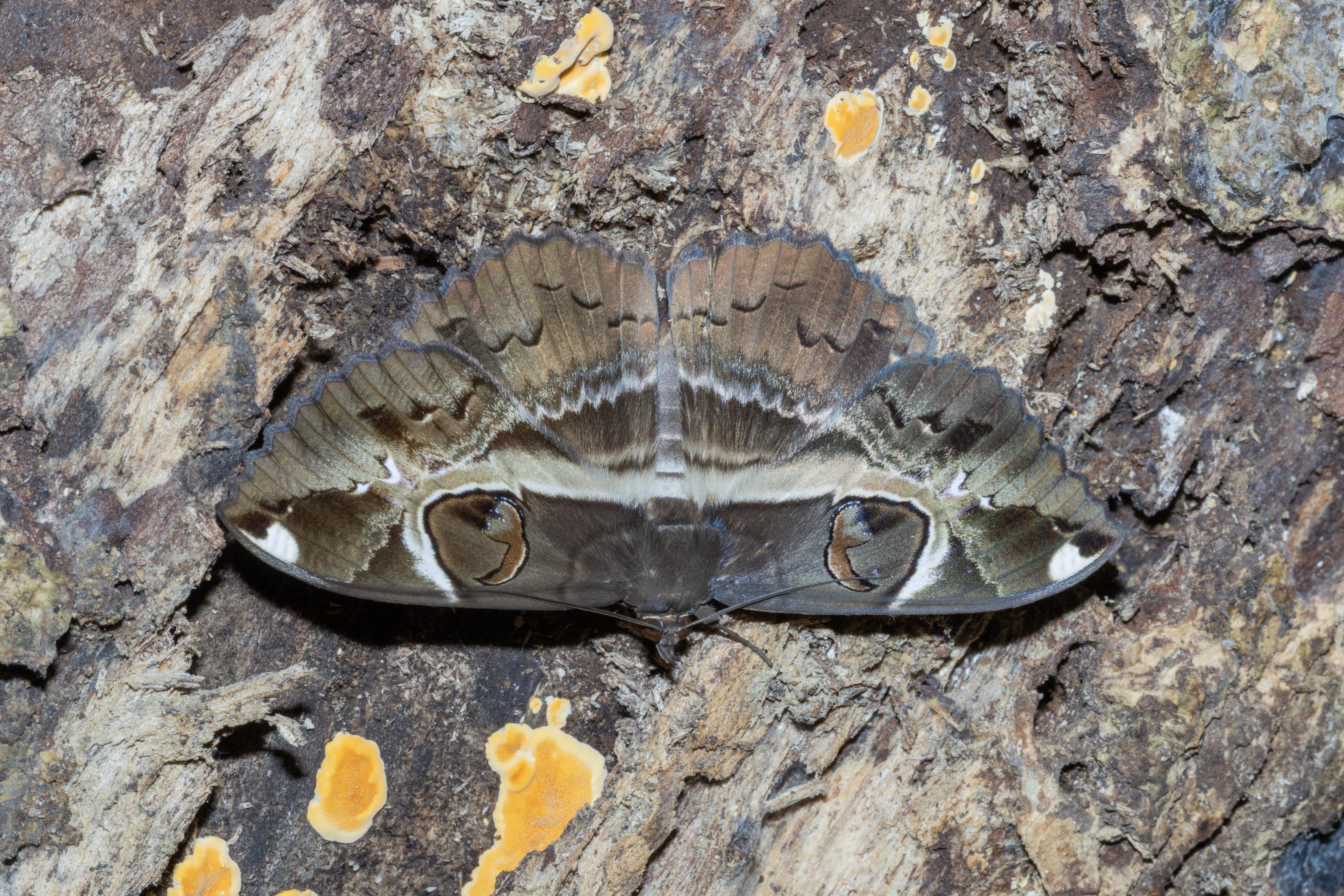 a demon eye moth (Erebus ephespheris) perched head-down on a log. Its wings blend in with the barky background and bear two large ocelli that resemble the eyes of a larger beast