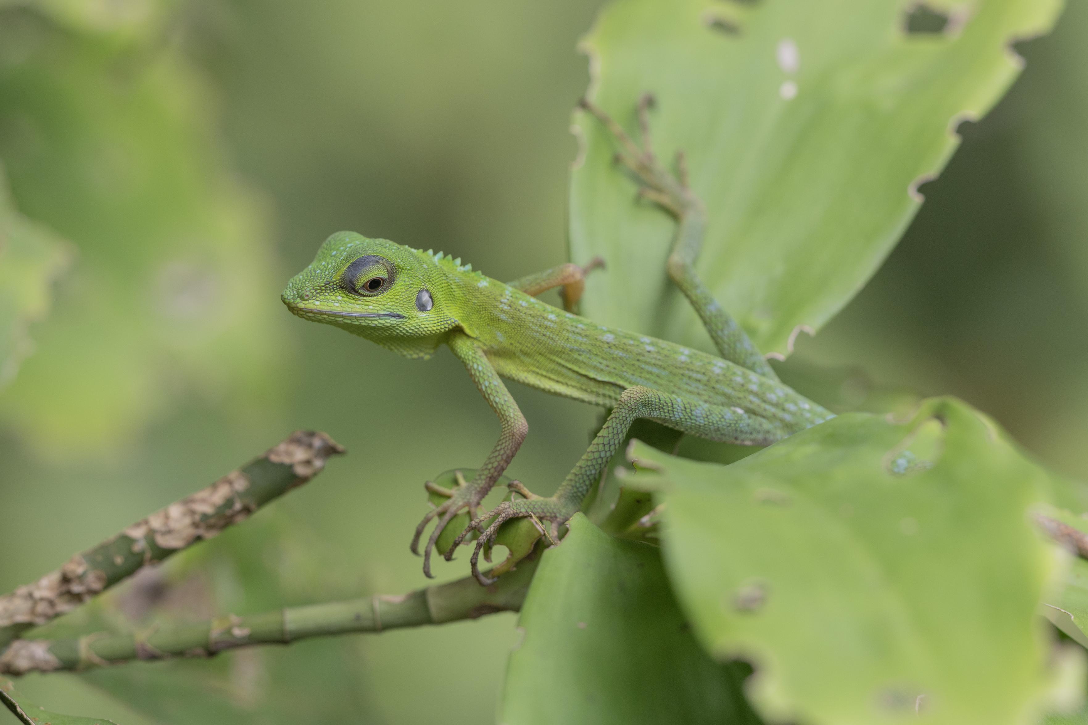 a green crested lizard (Bronchocela cristatella) trying to blend in with the vegetation